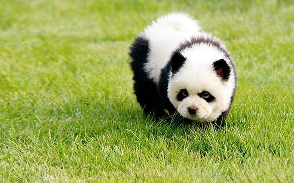 Panda Doggo